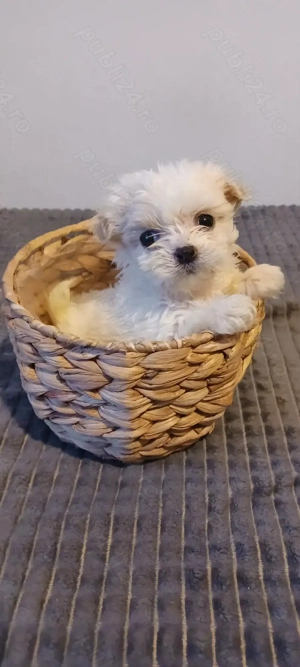 Cățelușă bichon maltez toy - imagine 3