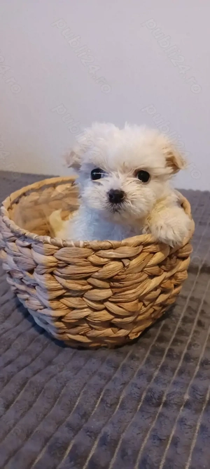 Cățelușă bichon maltez toy