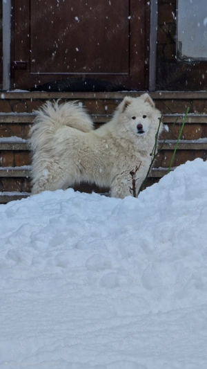 Catei Samoyed - imagine 3