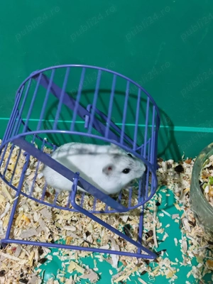 Hamsteri siberieni pitici de vânzare - imagine 3