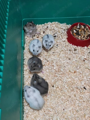 Hamsteri siberieni pitici de vânzare - imagine 5