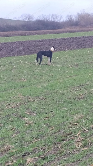 ROKET masculul ogar de 3 ani jumate - imagine 3