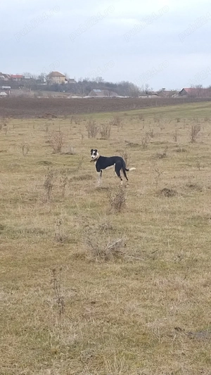 ROKET masculul ogar de 3 ani jumate - imagine 4