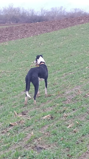 ROKET masculul ogar de 3 ani jumate - imagine 2