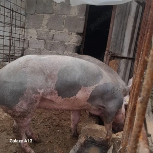 vand porc si purcea Pietran Belgian
