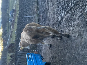 Vaca vaca de 8 ani - imagine 3