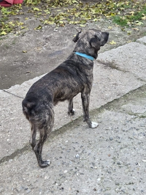 Eu sunt Maxi si am 6 ani caut stapan - imagine 3