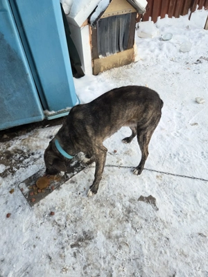 Eu sunt Maxi si am 6 ani caut stapan - imagine 4