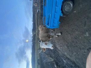 Vaca vaca de 8 ani - imagine 2