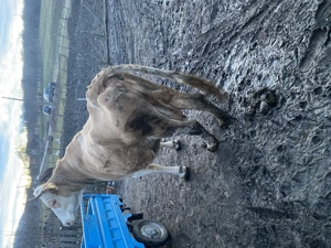 Vaca vaca de 8 ani - imagine 4