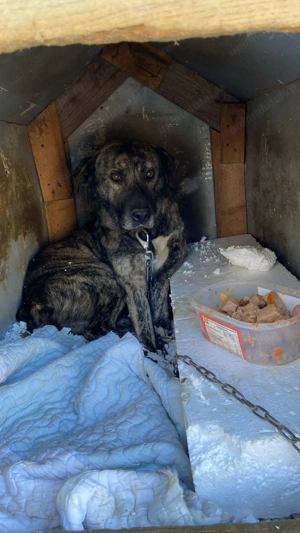 Eu sunt Maxi si am 6 ani caut stapan - imagine 2