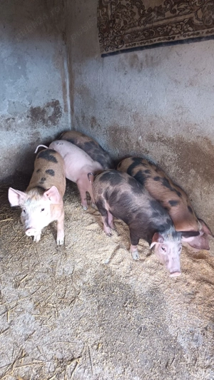 vând purcei 10 săptămâni - imagine 3