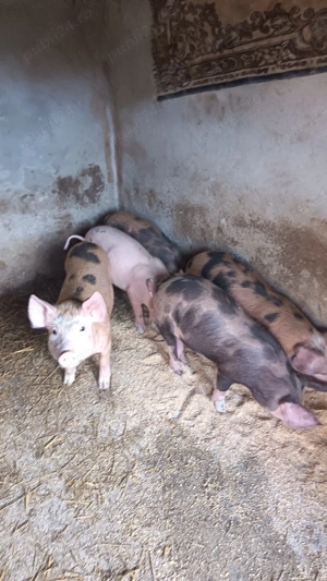 vând purcei 10 săptămâni - imagine 2