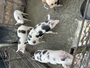 Vând purcei  - imagine 4