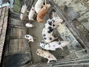 Vând purcei  - imagine 2