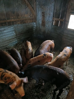 Soldani duroc  - imagine 3