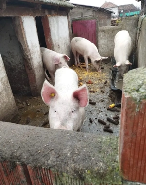 Porci landrace - imagine 2