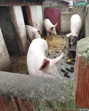 Porci landrace - imagine 3