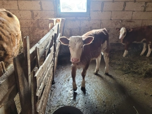 Vand o vaca baltata romaneasca  - imagine 3