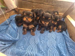 Yorksire terrier mini toy