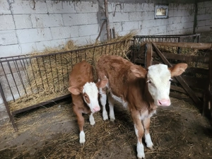 Vand o vaca baltata romaneasca  - imagine 4