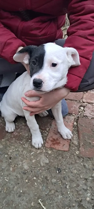 Mă numesc Lulu și părinții mă donează unei familii iubitoare