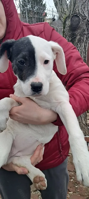 Mă numesc Lulu și părinții mă donează unei familii iubitoare - imagine 2