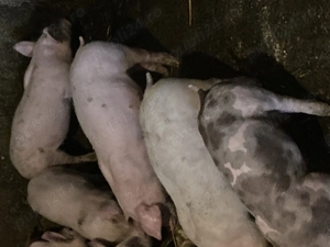 De vânzare purcei  - imagine 2