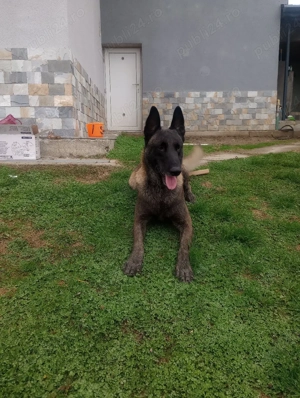 mascul Ciobanesc Malinois  - imagine 2