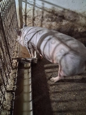 2 purcele montate - imagine 4