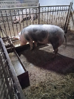 2 purcele montate - imagine 5