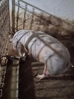 2 purcele montate - imagine 3