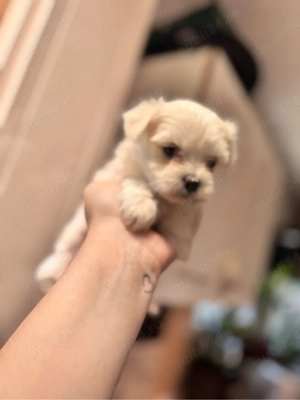 bichon maltez maltesse  - imagine 2