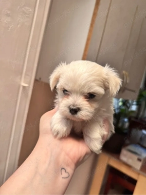 bichon maltez maltesse  - imagine 5
