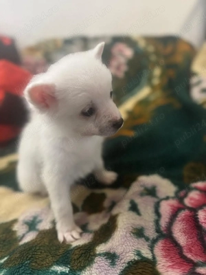 vand puiuti spitz - imagine 4