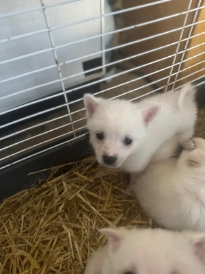 vand puiuti spitz - imagine 3