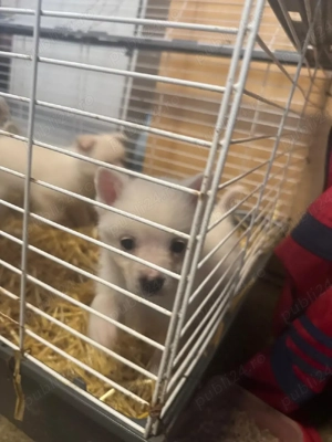 vand puiuti spitz - imagine 5