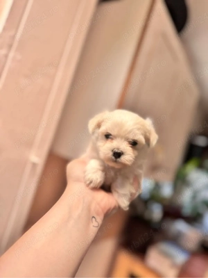 bichon maltez maltesse  - imagine 3