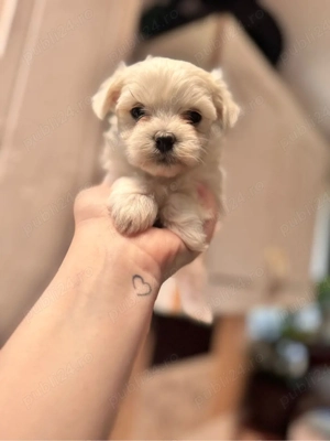 bichon maltez maltesse  - imagine 4