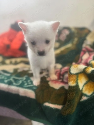 vand puiuti spitz - imagine 2