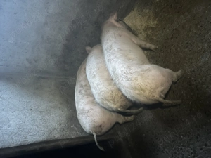 De vânzare 2 femele și un mascul - imagine 4