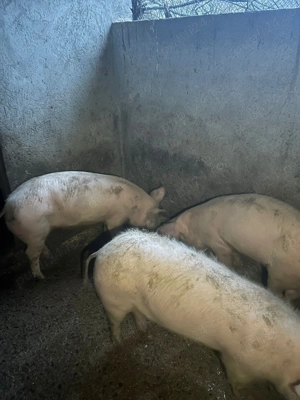 De vânzare 2 femele și un mascul - imagine 3