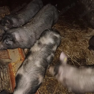 Vand purcei  - imagine 3