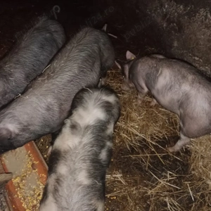 Vand purcei  - imagine 2