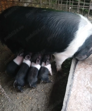 Disponibili purcei Bazna - imagine 2