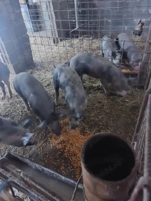 vand porci petreni - imagine 2