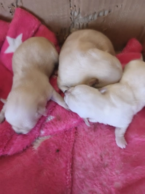 Vând căței chihuahua  - imagine 2