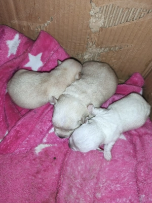 Vând căței chihuahua  - imagine 3