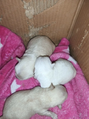 Vând căței chihuahua 