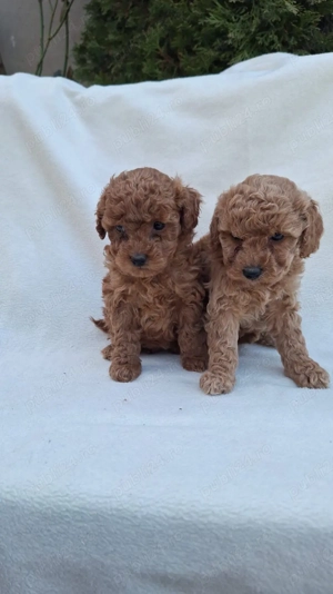 Poodle Mini Brown 